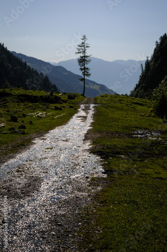Vue sur une vallée et un petit sapin isolé au bout du chemin en gravier humide reflétant le bleu du ciel sur fond de montagne dans les alpes suisses.