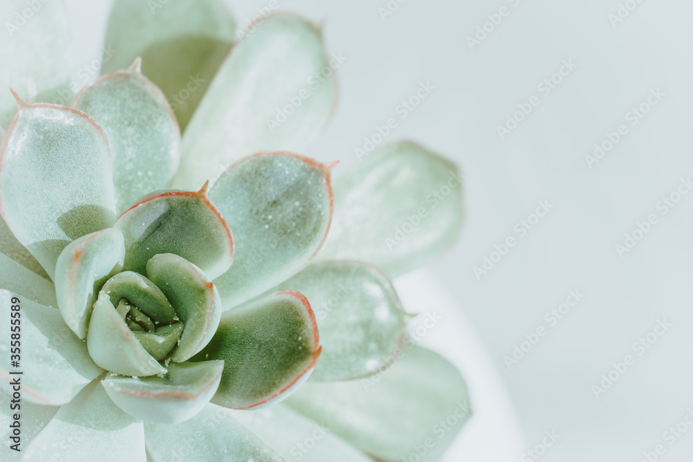 succulent flower in a white pot on a light background. close up