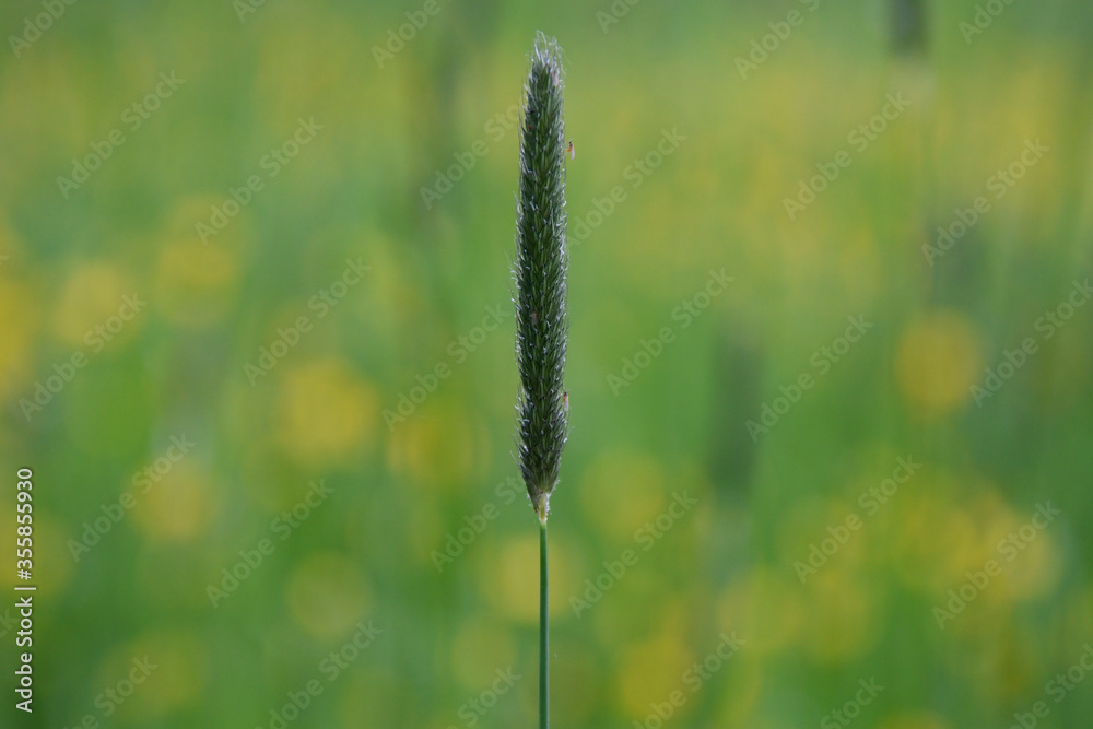 insects sit on a stalk of a kinktail tail fracture. kink foxtail is a species in the sweet grass family.