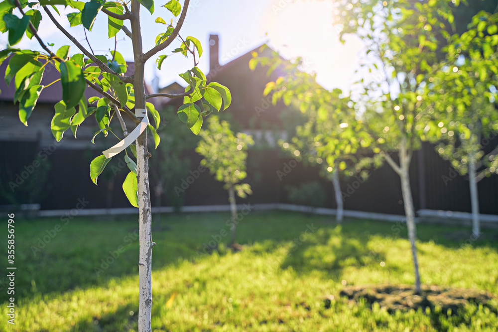 Freshly planted young pear and apple trees in spring or summer orchard or garden with beautiful sunlight. Tree has a label with no text.