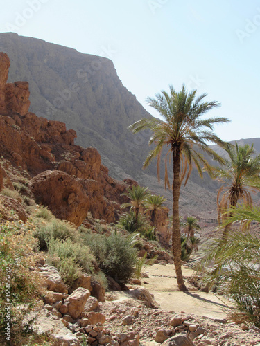 Palm trees on a dry river bed in a desert canyon