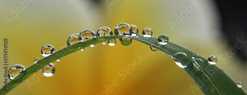 Obraz  z motywem water drops on the grass