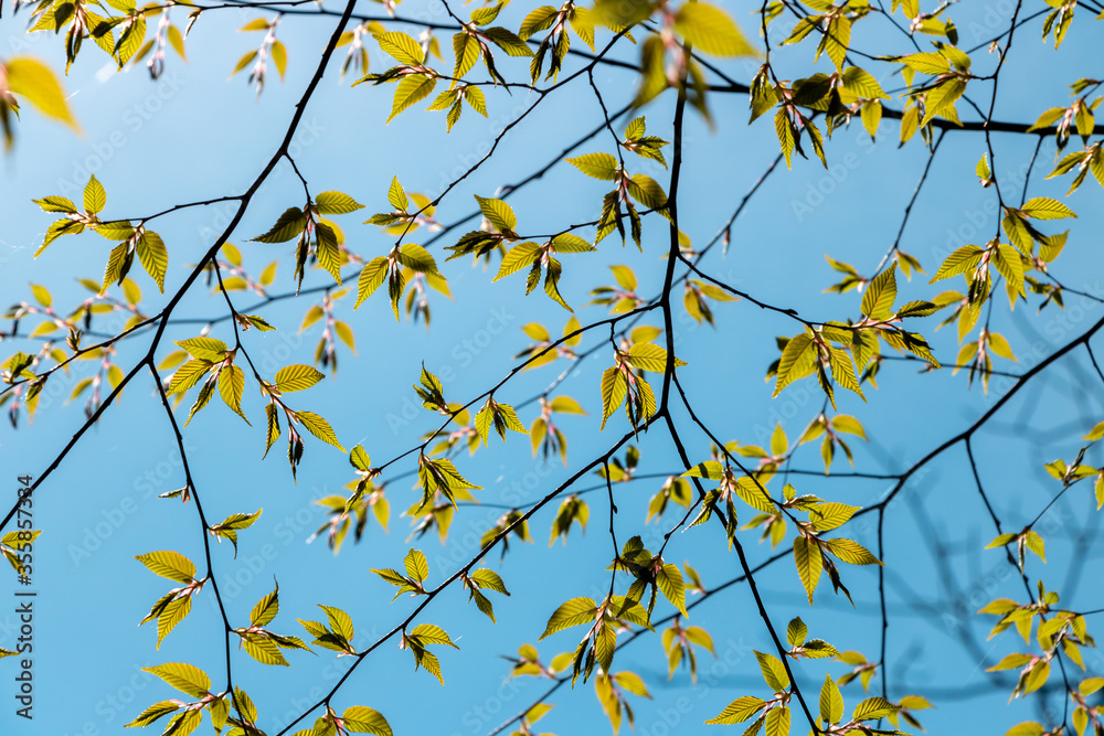 yellow leaves against blue sky yellow leaves against blue sky