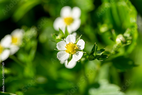 blooming strawberries in the forest in spring