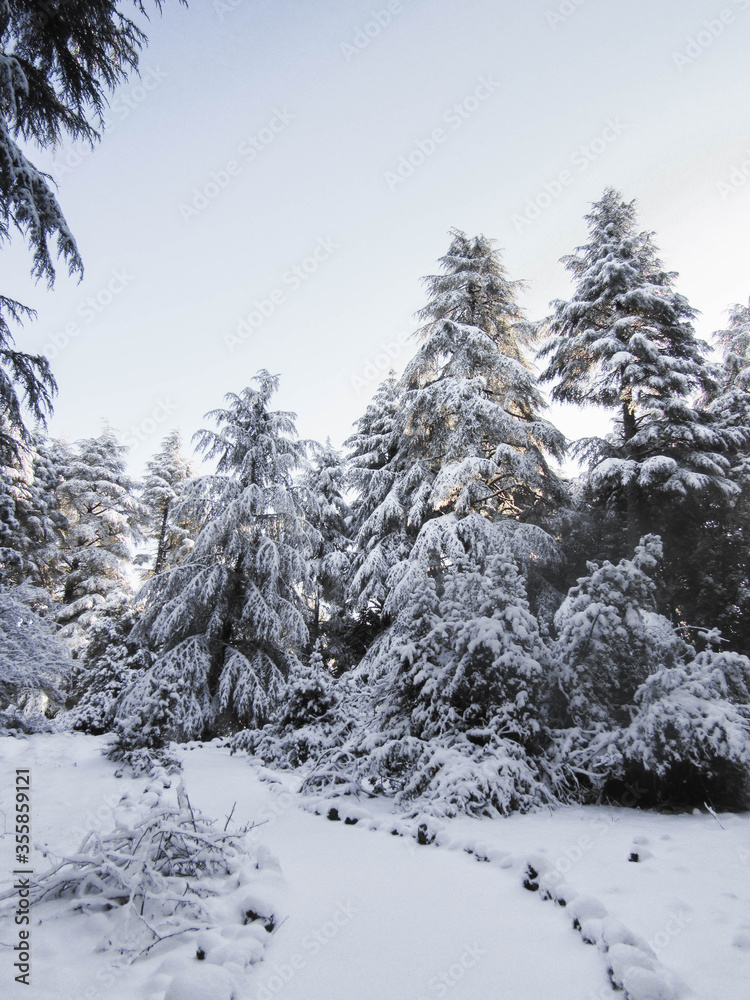 Snow covered pines Snow covered pines