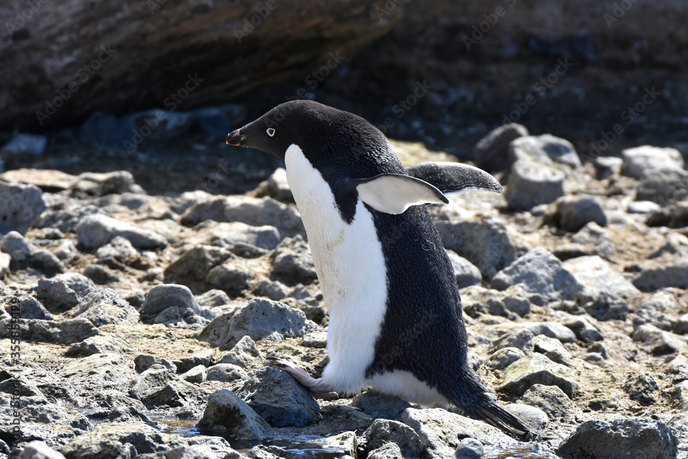 Obraz premium Adelie penguin at Brown Bluff, Antarctica