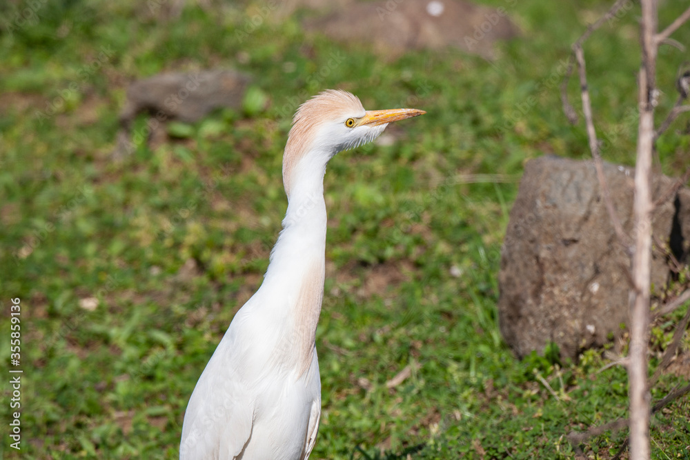 Western Cattle Egret (Bubulcus ibis) bird habitat. Western Cattle Egret (Bubulcus ibis) bird habitat.
