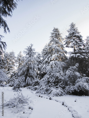 Snow covered pines © Ibai