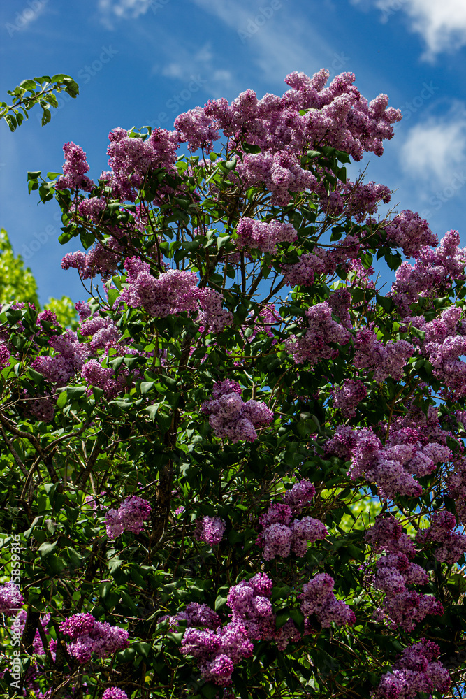 Purple lilac tree