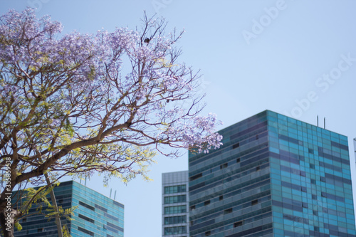 Árbol entre oficinas y ciudad © Anabel