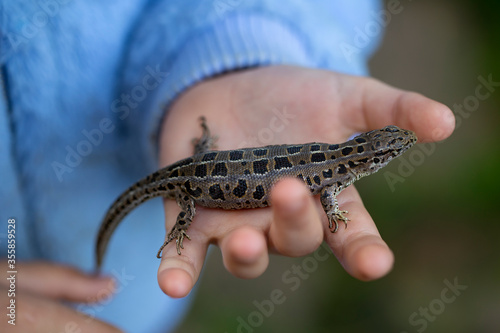 the girl holds the brown lizard in her hand