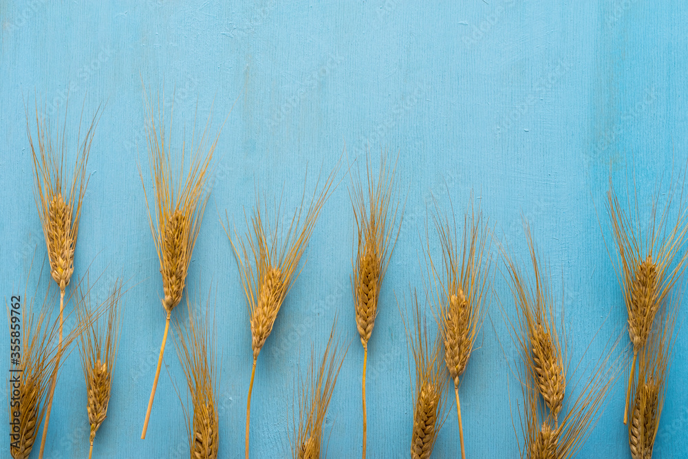 Fototapeta premium Wheat ears on blue wooden background with copy space.