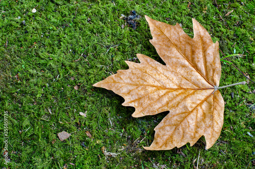 Glowing brown maple leaf on green grass