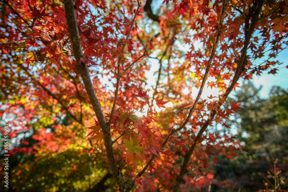 The red leaves of Autumn, Kyoto, Japan