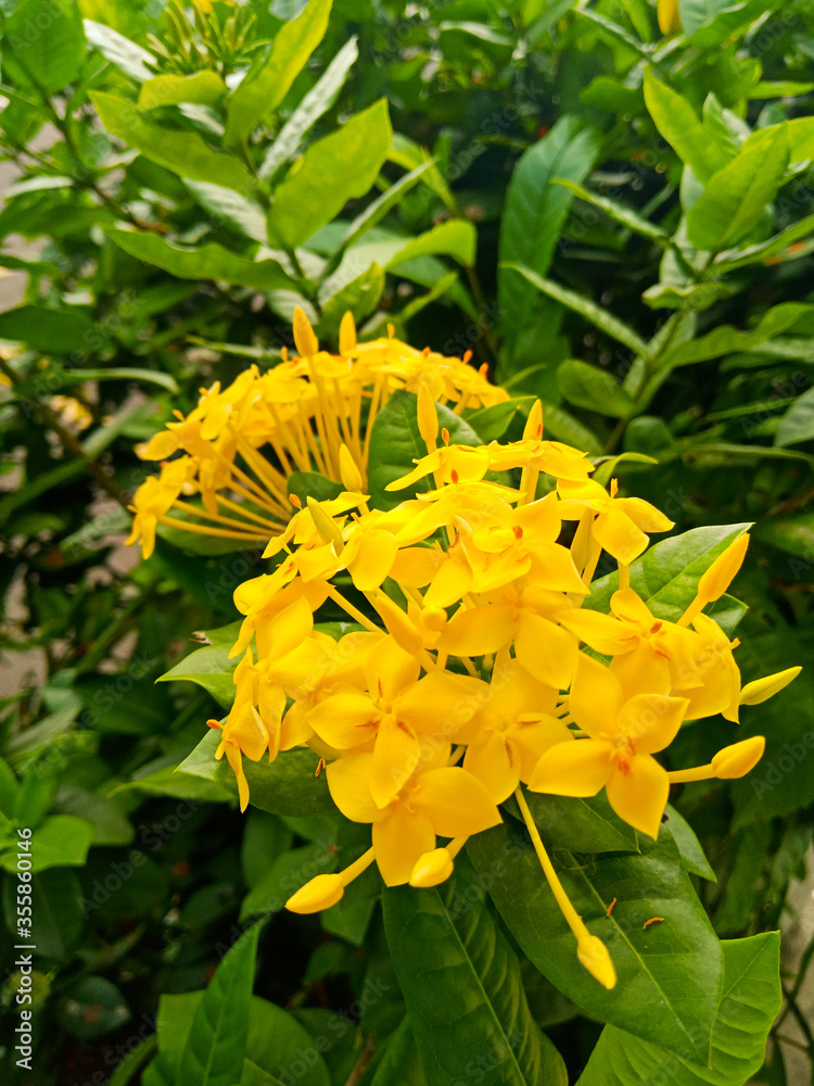 Fototapeta premium Hibiscus flower is Singapore's natural flower where it's locally known as the Bunga Raya. A beautiful hibiscus flower with green