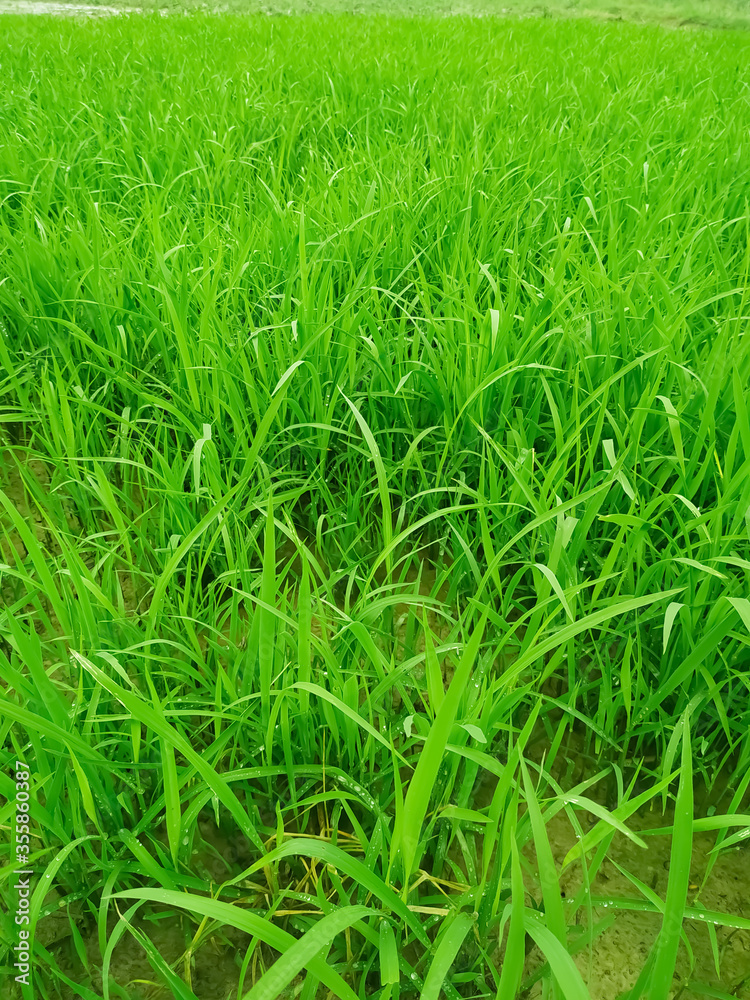 Seedling paddy Young rice sprout in cultivated area. Nepal Seedling paddy Young rice sprout in cultivated area. Nepal