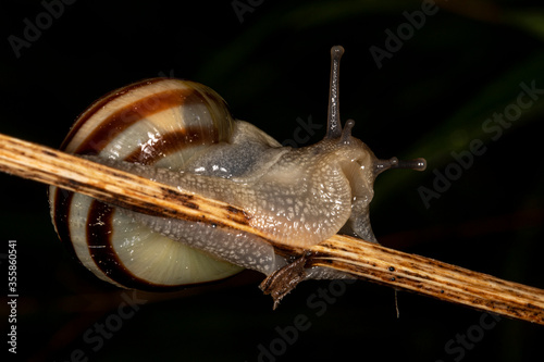 This snail was in an active move after a heavy rain in my home yard. Meilahti, Helsinki, Finland. This species has several English and Latin names. photo