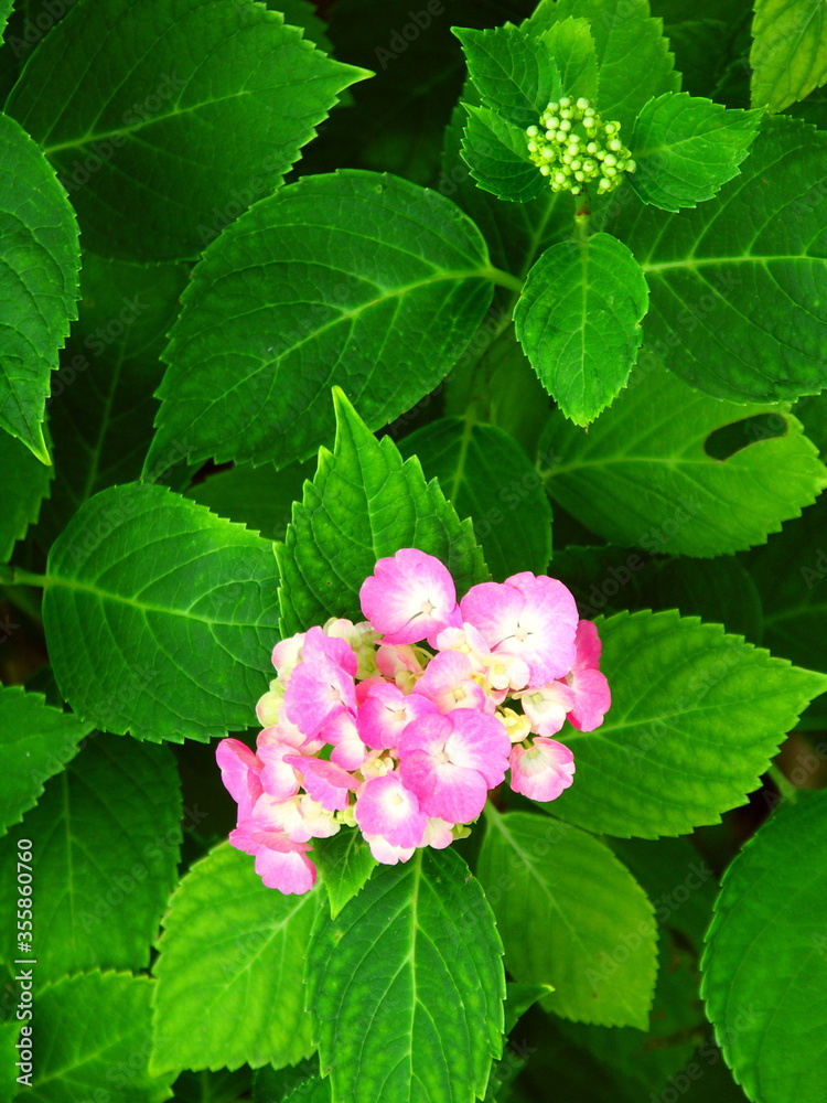 ピンクの紫陽花 ピンクの紫陽花
