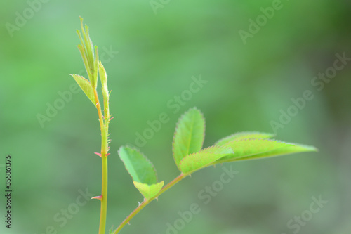 close up of green leaves