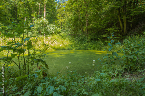 A pond located in a forest in early summer.