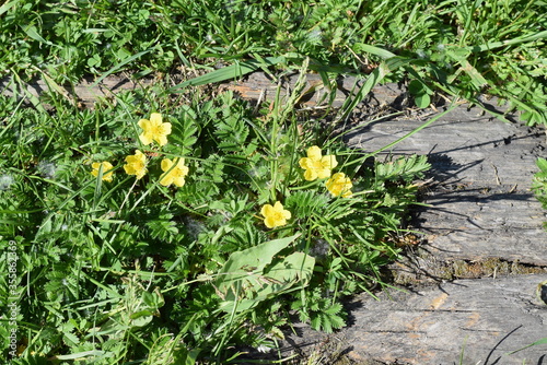 Buttercups bloom in the city Park 