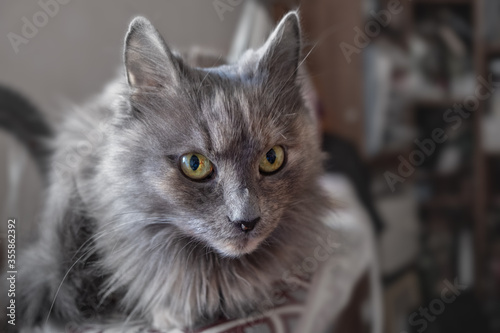 A grey cat sits on an desk, and in the background you can see blurred book shelves.