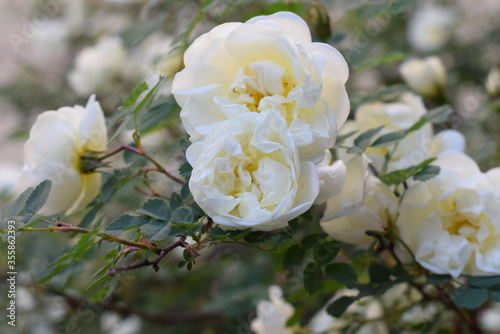 Roses bloom in the city Park