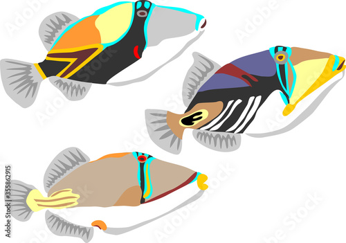 Reef triggerfish, picasso triggerfish, assasi triggerfish