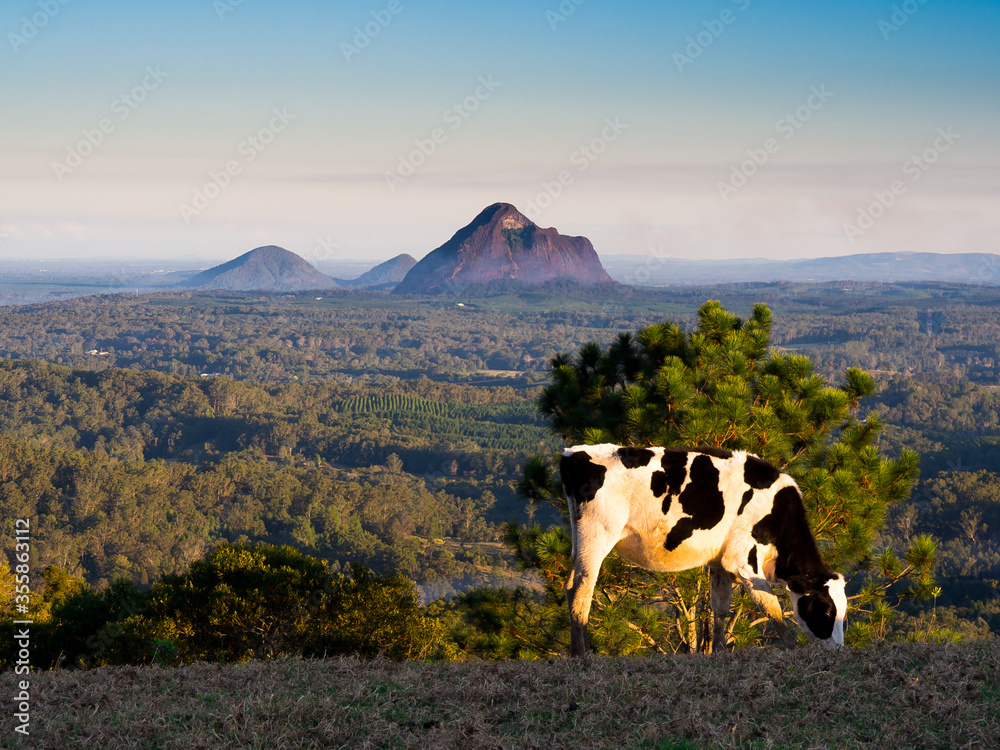 Cow with mountain landscape background in Queensland Australia Cow with mountain landscape background in Queensland Australia