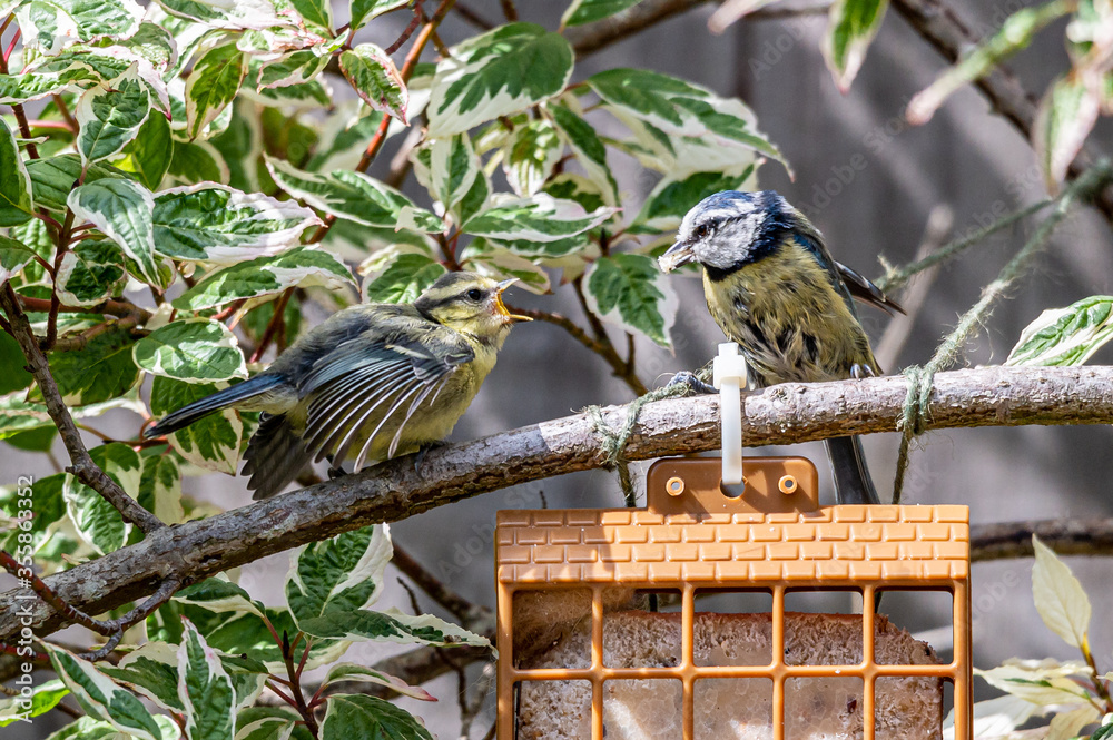 Naklejka premium Bluetit, cyanistes caeruleus, fledgeling demand food from garden feeder