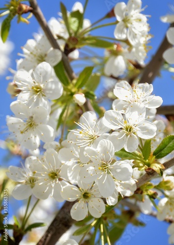 apple tree blossom