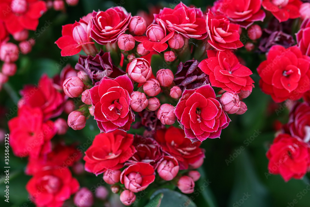 Beautiful red roses on a green background Beautiful red roses on a green background