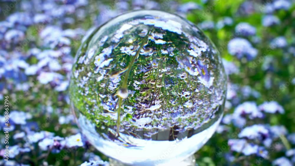 crystal ball reflection with beutiful blue flowers field on the background, nature world texture concept crystal ball reflection with beutiful blue flowers field on the background, nature world texture concept