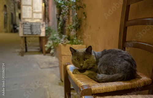 the cat sits on a chair in front of a restaurant in Cortona Italy