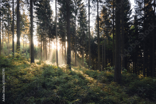 Sonnenschein am Morgen im Wald