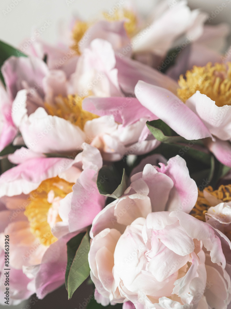 Pink peony flowers background. Botany background. Top view