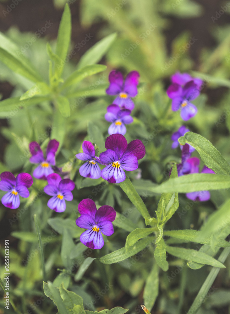 Bed of heartseases, Viola tricolor, shallow depth of field with focus. Nature background. top view Bed of heartseases, Viola tricolor, shallow depth of field with focus. Nature background. top view