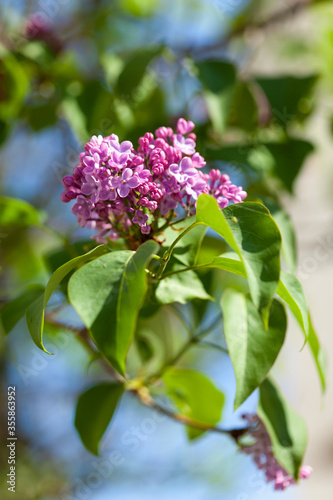 Lilac violet in full blossom, lilac bush