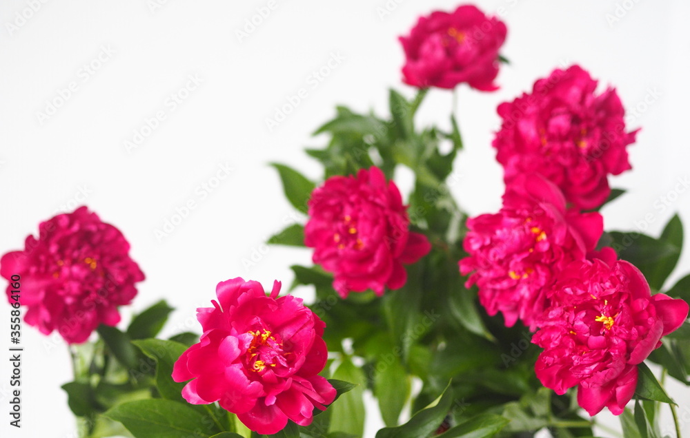 Floral background with flowers.Red peonies on a light background. Floral background with flowers.Red peonies on a light background.