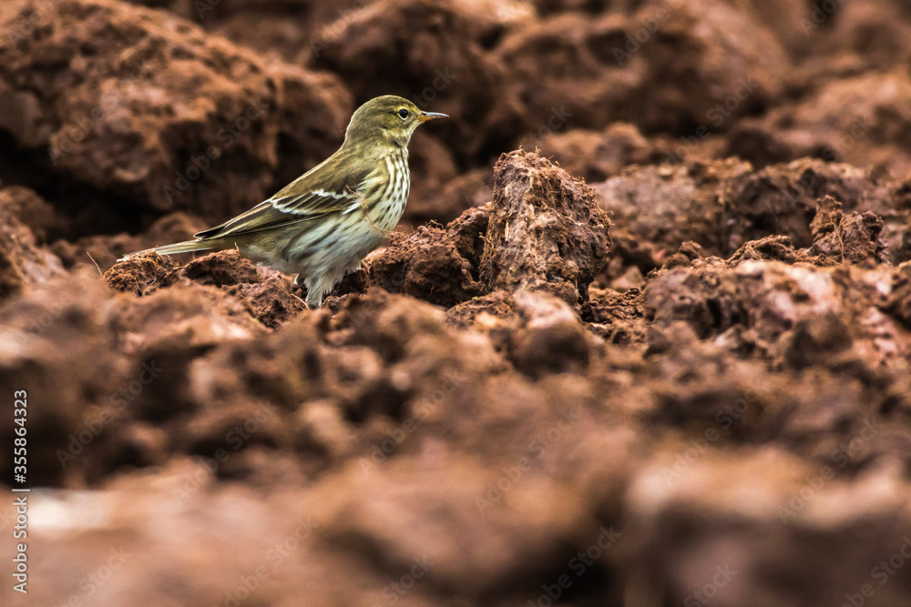 Meadow Pipit (Anthus prathensis)