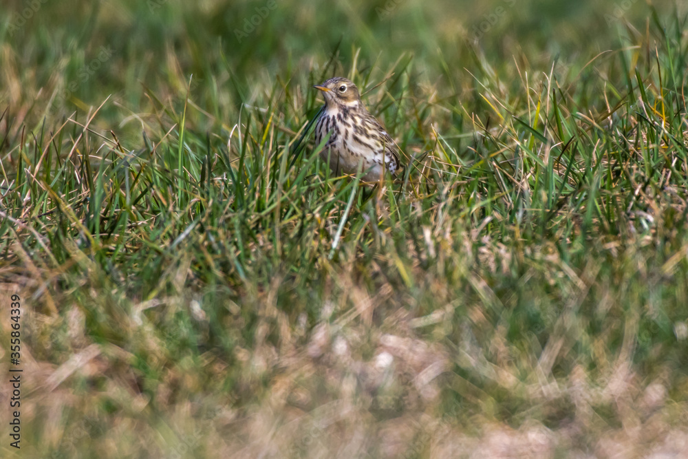 Meadow Pipit (Anthus prathensis)