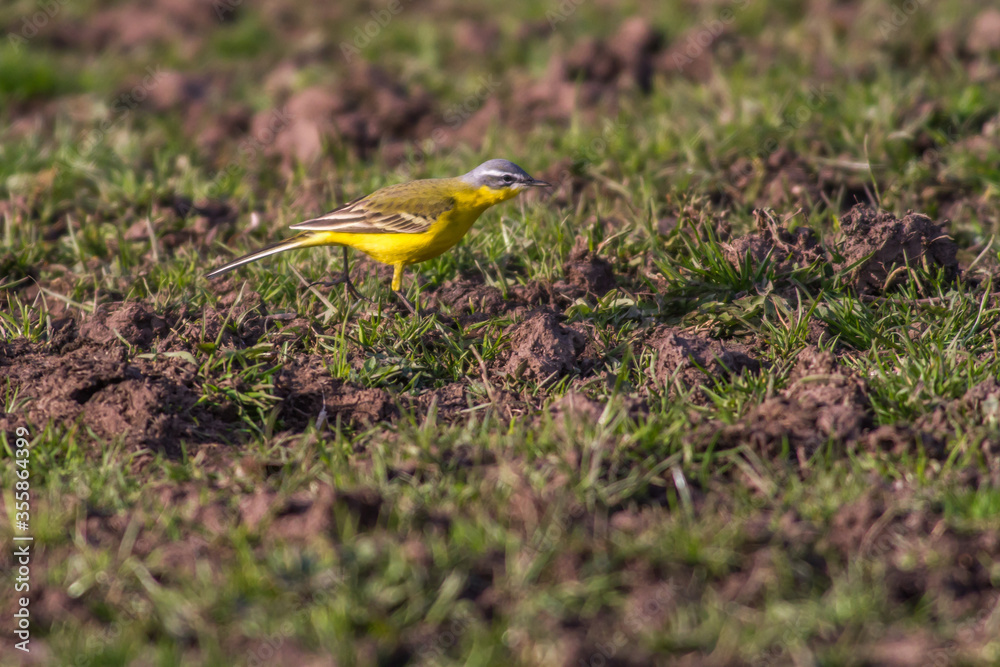 Western Yellow Wagtail (Motacilla flava)