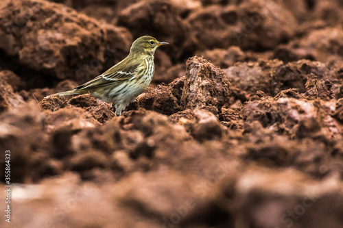 Obraz na płótnie Meadow Pipit (Anthus prathensis) w salonie