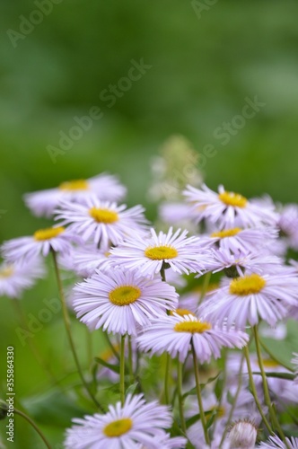 field of daisies