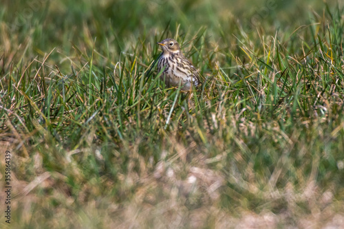 Obraz na płótnie Meadow Pipit (Anthus prathensis) w salonie