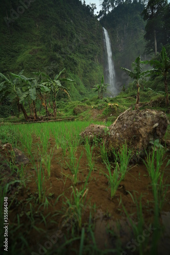 Rice field water comes from a waterfall