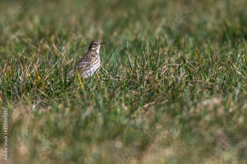 Obraz na płótnie Meadow Pipit (Anthus prathensis) w salonie