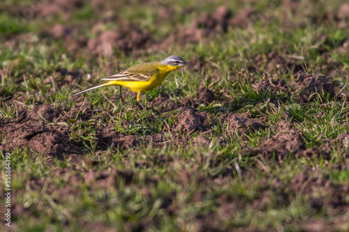 Obraz na płótnie Western Yellow Wagtail (Motacilla flava) w salonie