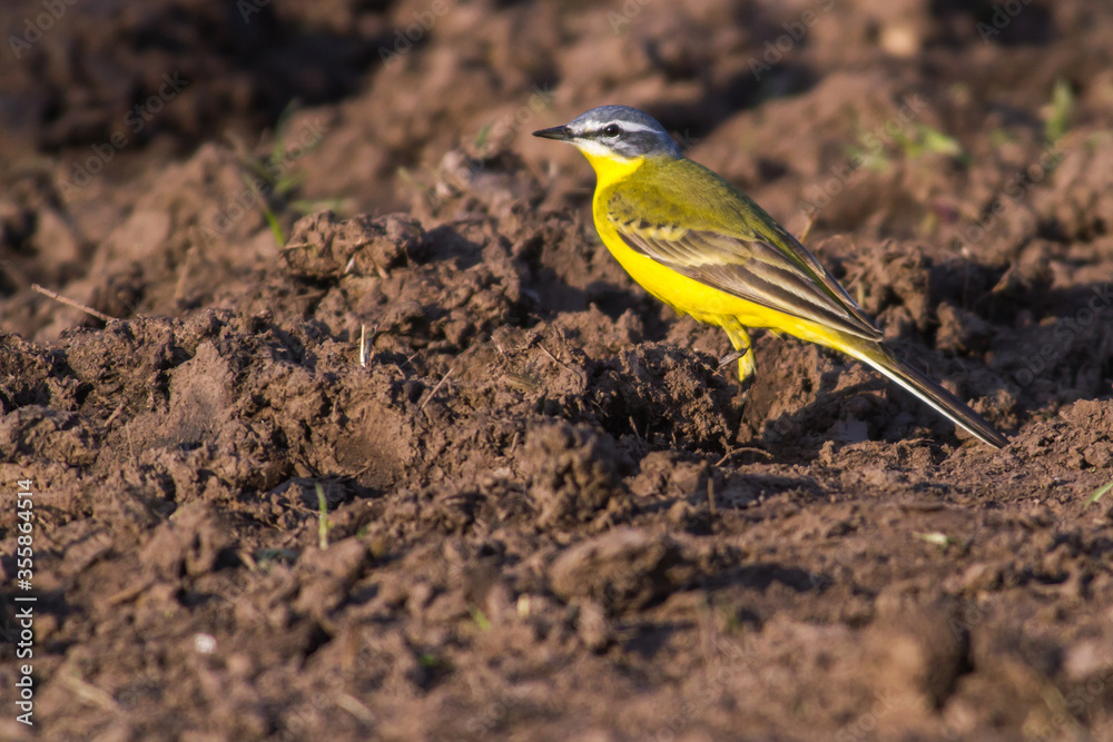 Western Yellow Wagtail (Motacilla flava)