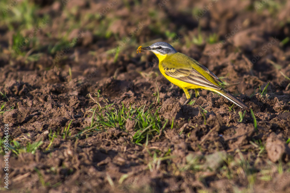 Western Yellow Wagtail (Motacilla flava)